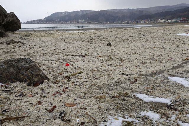 イワシの骨も大量漂着、函館　昨年末漂着死骸、回収しない方針