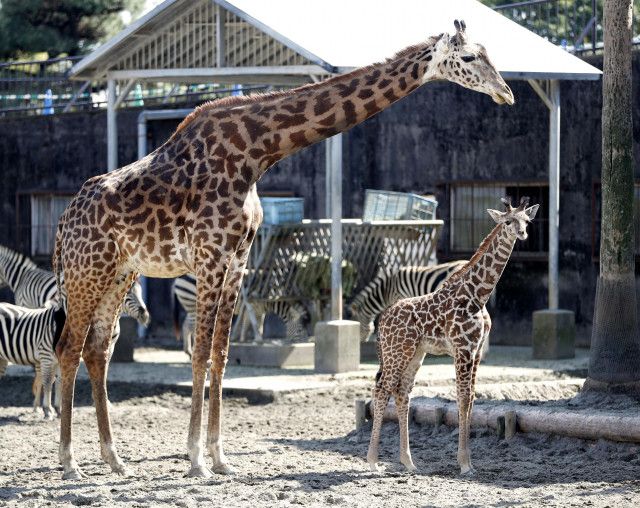 マサイキリン雌の赤ちゃん誕生　国内9頭目、宮崎の動物園