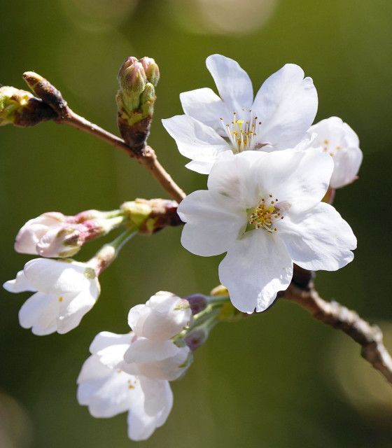 桜開花、19日に東京から　広い範囲、平年より早く
