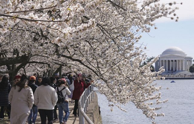 米首都で日米友好「桜祭り」開会　森山直太朗さん、ヒット曲披露