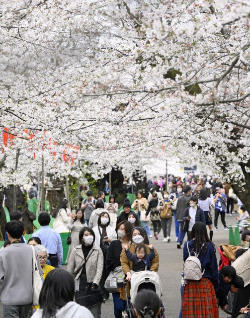 東京都心、桜満開　平年より4日遅く、各地でも