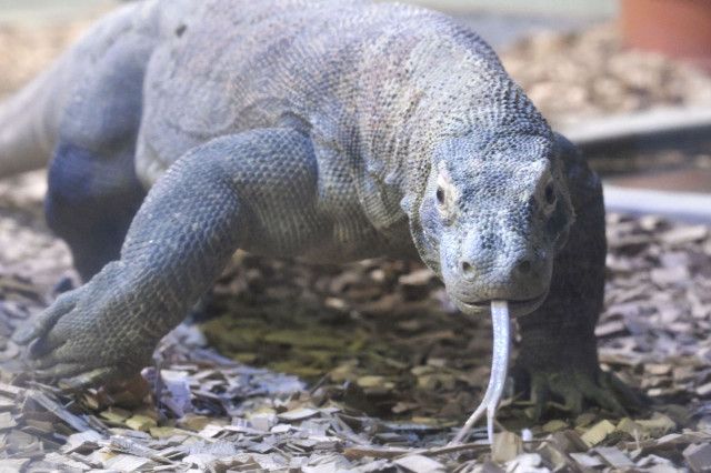 世界最大級トカゲ「タロウ」公開 名古屋・東山動植物園、初展示(共同通信) - goo ニュース