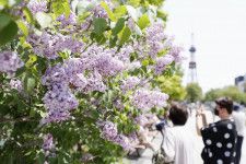 初夏告げる、かれんな花々　札幌ライラックまつり