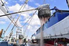 千葉県銚子市の銚子漁港のサバの水揚げの様子＝2020年12月（同市提供）