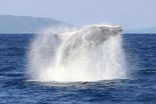 クジラ見学会の参加者最多　鹿児島・奄美大島沖