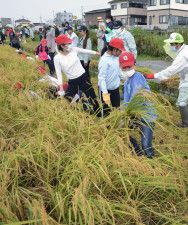 「奇跡の復興米」を刈り取る児童ら＝11日午前、大阪府富田林市