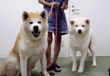 一般社団法人「ONE　FOR　AKITA」で保護している秋田犬の「ごん」（左）と「かりん」＝8月、秋田市