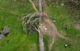 英国で最も「映える木」を伐採　少年逮捕、世界遺産の地元に衝撃