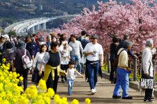 河津桜や菜の花が見頃を迎えた神奈川県松田町の西平畑公園を訪れた観光客ら。季節外れの暖かさとなり、薄着の人も見られた＝20日午後