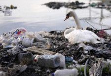 プラスチックごみがたまる川岸に立つハクチョウ＝2022年4月、セルビア・ベオグラード（AP＝共同）