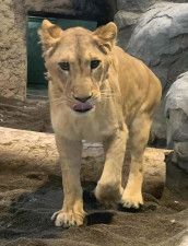 札幌市の円山動物園のライオン「クレイ」。雌だったことが判明した＝2月（同園提供）