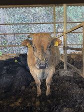 ゆうぼくが昨年買い付け、半年間再肥育して出荷した母牛（同社提供）