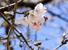 開花した二条城内にあるソメイヨシノ＝29日午後、京都市