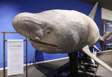 「シャークミュージアム」に展示されているウバザメのオブジェ＝3月26日、宮城県気仙沼市