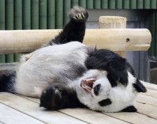 国内最高齢28歳パンダ死ぬ　神戸、雌の「タンタン」