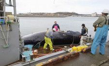 北海道の根室沖で捕獲され、水揚げされたミンククジラ＝1日、北海道根室市（和歌山県の太地町漁協提供）