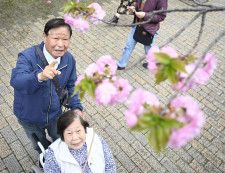 高齢者や体の不自由な人を招いた「特別観桜会」で、桜を楽しむ人たち＝4日午前、大阪市北区の造幣局