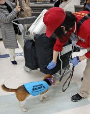 羽田空港の国際便が到着するターミナルで手荷物を検査する家畜防疫官と検疫探知犬＝3月