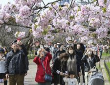 大阪「桜の通り抜け」始まる　141品種を満喫、造幣局