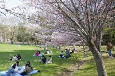 札幌市、花見のジンギスカン禁止　桜名所の円山公園