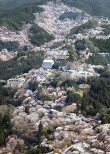 奈良・吉野山の桜3万本が見頃　山肌染めるピンク色