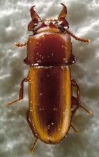 クワガタに似た微小な甲虫、オオツノコクヌストモドキ（松村研究助教提供）