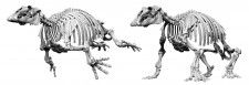 岐阜県瑞浪市で発掘された海生哺乳類「パレオパラドキシア」の化石の復元骨格イメージ（同市提供）