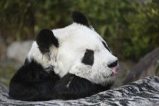 3月末に国内最高齢の28歳で死んだ、神戸市立王子動物園のジャイアントパンダ「タンタン」（市提供）