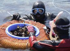 石川県輪島市で、サザエや海藻の生息状況を調査する海女ら＝12日午前