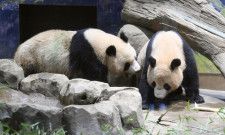 2頭のじゃれ合い、見納めに列　上野動物園の双子パンダ