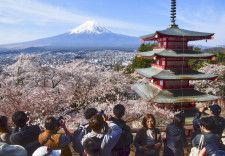 五重塔がある「新倉山浅間公園」で、富士山をバックに見頃を迎えた桜並木。多くの観光客でにぎわっていた＝13日午前、山梨県富士吉田市