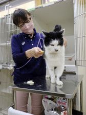 「いしかわ動物愛護センター」で保護された猫の世話をする飼育員＝14日午前、石川県津幡町