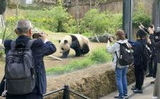 ジャイアントパンダのシャオシャオを撮影する見物客ら＝16日午前、東京都台東区の上野動物園