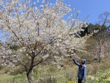 岩手県山田町の「復興さくらの丘」で見頃を迎えた桜＝15日