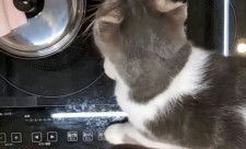 IHこんろのスイッチを押す猫のイメージ（NITE提供）
