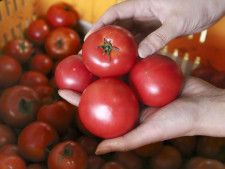 高知県日高村特産のトマト