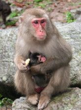 母ザル「アキラ」に抱かれる赤ちゃんザル「デコピン」＝21日、大分市（高崎山自然動物園提供）