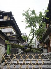 産寧坂で倒れた桜の木＝23日午後1時48分、京都市東山区