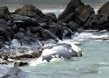 鳥取の海岸にクジラ漂着　10〜15m、死後数日か