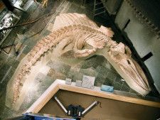 新種と判明した群馬県立自然史博物館のクジラの化石＝群馬県富岡市（同館提供）