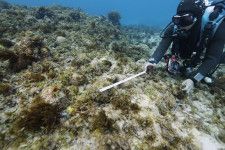 米軍普天間飛行場移設工事の埋め立て予定区域から移植されたサンゴ。一部が死滅し藻に覆われていた＝1月、沖縄県名護市辺野古沖の大浦湾