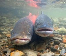 産卵のため、北海道北部の川の上流域を遡上するイトウのペア。雄（左）は鮮やかな赤の「婚姻色」に染まっている＝26日