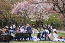 札幌市の桜の名所・円山公園で花見を楽しむ人たち＝28日午後