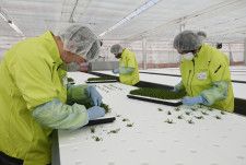 野菜の苗を植える障害者の従業員ら＝3月15日、宮城県美里町
