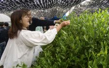 「八十八夜茶摘みの集い」で新芽を摘む参加者＝1日午前、京都府宇治市