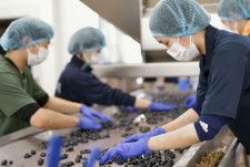 シン・ワインプロジェクト始動　山梨大、学生が栽培から醸造まで