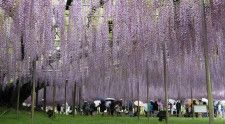 栃木県足利市のあしかがフラワーパークで、満開を迎えた樹齢160年の「大藤」＝1日午後