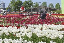 チューリップが咲き誇る砺波チューリップ公園＝2日午後、富山県砺波市