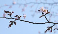 気象庁の全国の観測地点で最も遅い開花となった北海道釧路市のエゾヤマザクラ＝3日午後