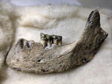 早稲田大の考古学研究室で再発見された夜見ケ浜人の人骨（根平雄一郎さん提供）